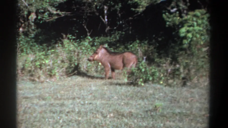 1969 Kenya 8mm frame with a closer view of a warthog standing at the edge of a grassy area beside dense green shrubs and dark woodland.