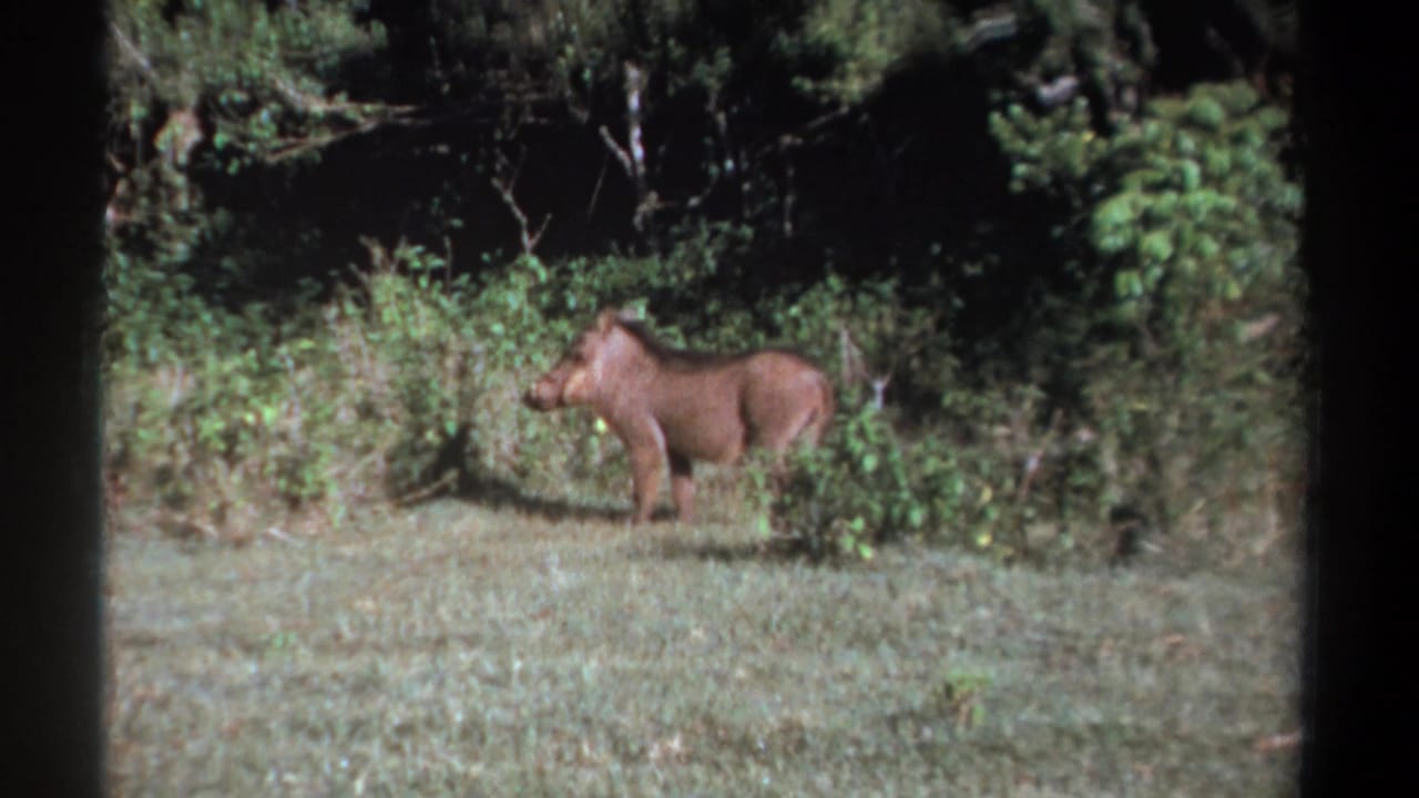 Warthog standing in a grassy clearing beside dense brush.