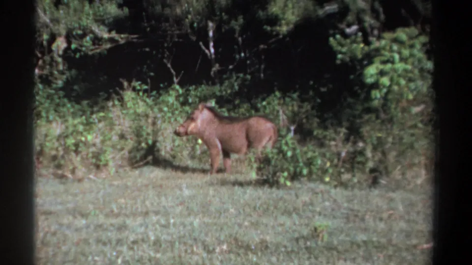 A brown warthog stands in a sunlit grassy clearing at a forest edge in 1969 Kenya 8mm footage.