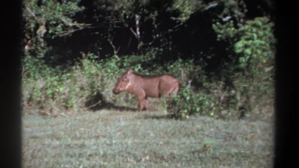 The warthog moves slowly beside shrubs and tall grass in the Kenya forest-edge clearing.