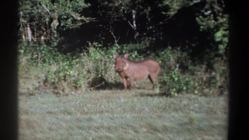 A warthog turns partly toward the camera while standing near the bright brush line in 1969 Kenya footage.