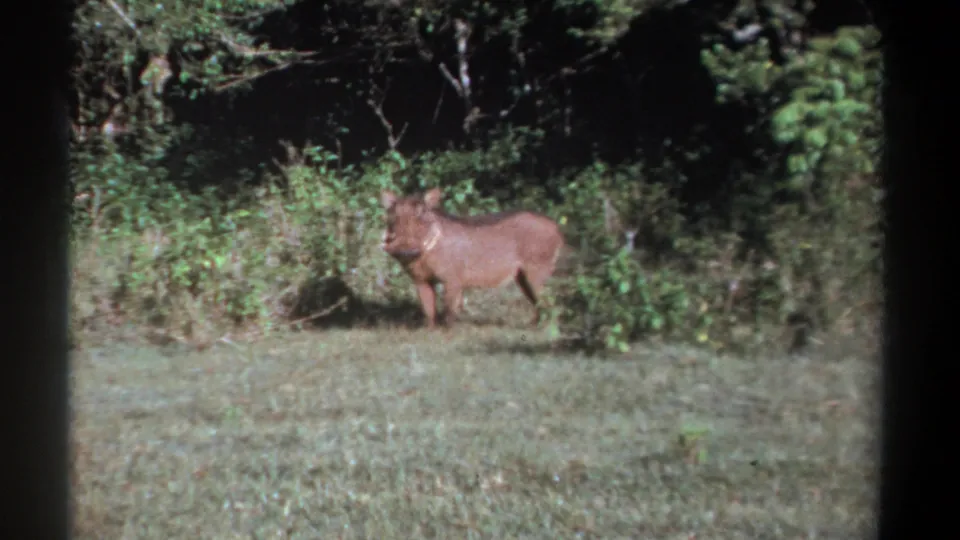 The warthog stands near dense green brush with shaded forest behind it in a short Kenya home-movie shot.