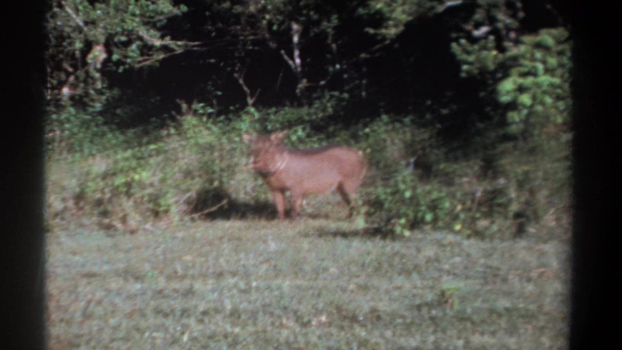 Warthog standing in a grassy clearing beside dense woodland.