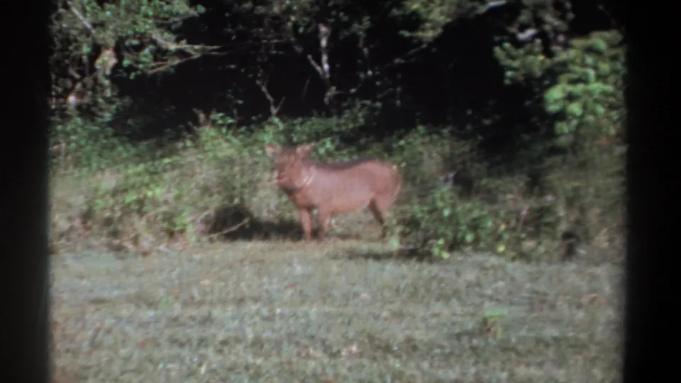 A warthog stands alert in a grassy clearing at a wooded edge in Kenya, filmed on 8mm home-movie stock in 1969.
