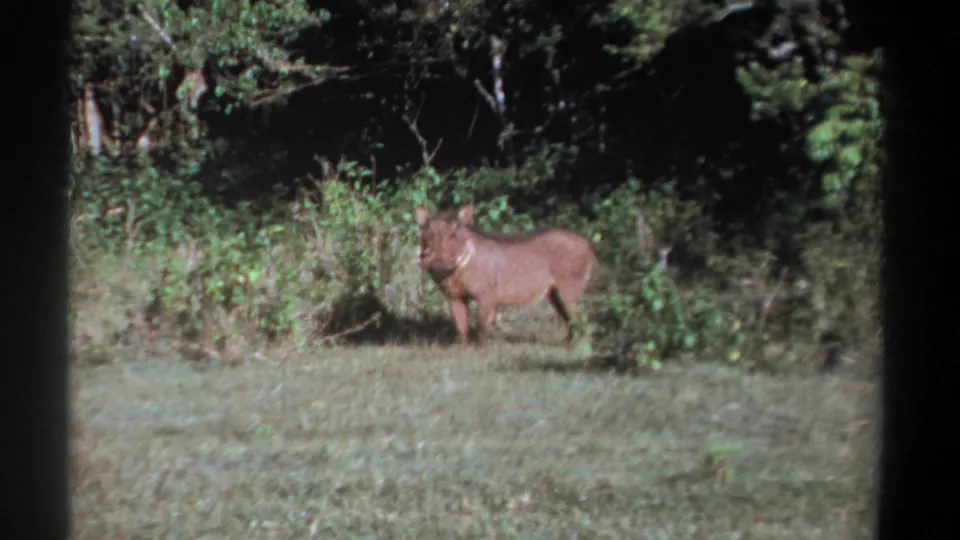 The warthog faces toward the camera from a grassy forest edge in Kenya, with tusks and coarse brown body visible.