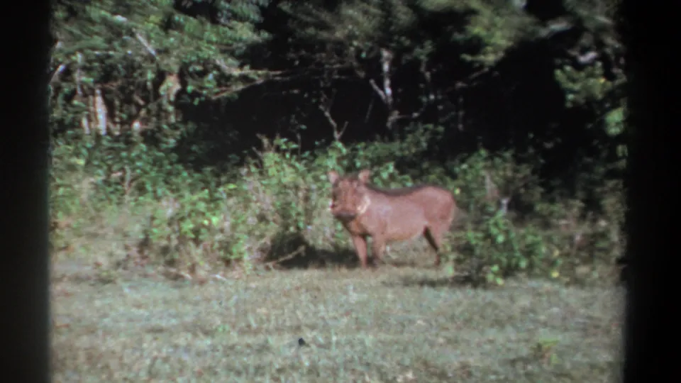 A warthog remains in the clearing near low brush, framed by dark trees and soft 8mm grain from the 1969 Kenya footage.