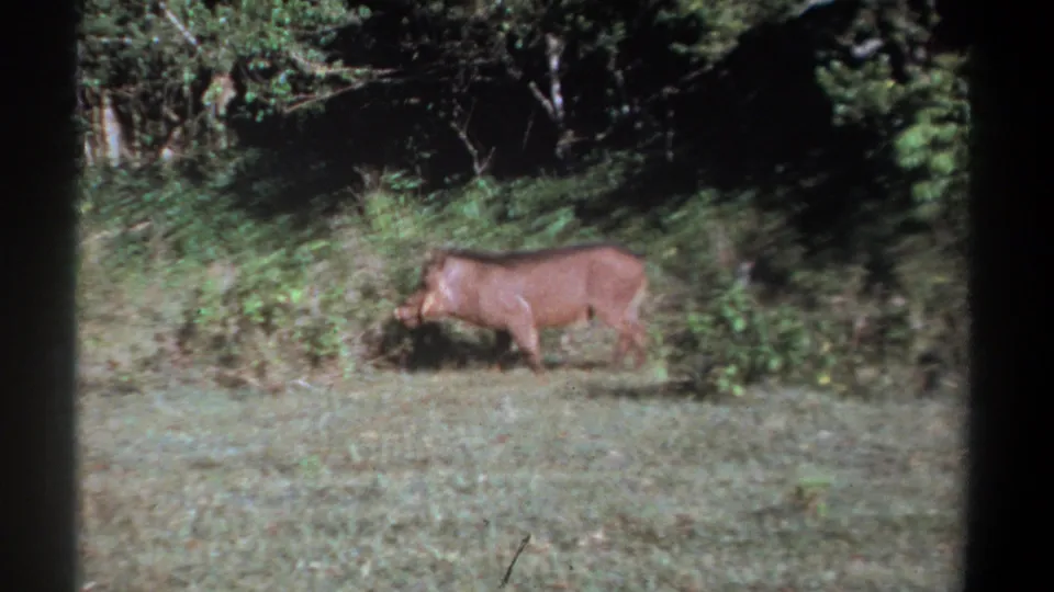 The warthog trots to the right along the brush line in the Kenya clearing, partly softened by handheld 8mm motion.