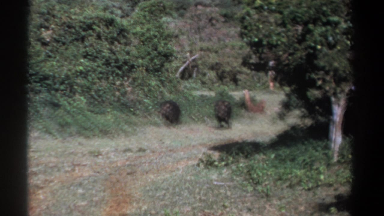 Two dark boar-like animals on a dirt path with dense green vegetation behind them.