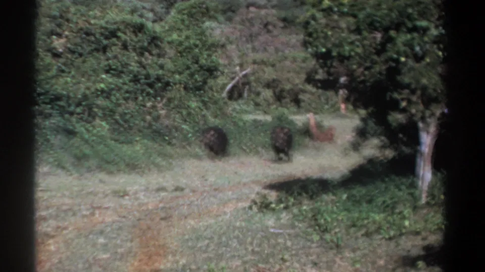1969 Kenya 8mm frame showing two dark boar-like animals on a path, with a tan animal farther back near trees.