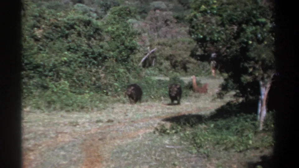 1969 Kenya wildlife frame with two dark boar-like animals facing the camera on a path and a tan animal near the trees.