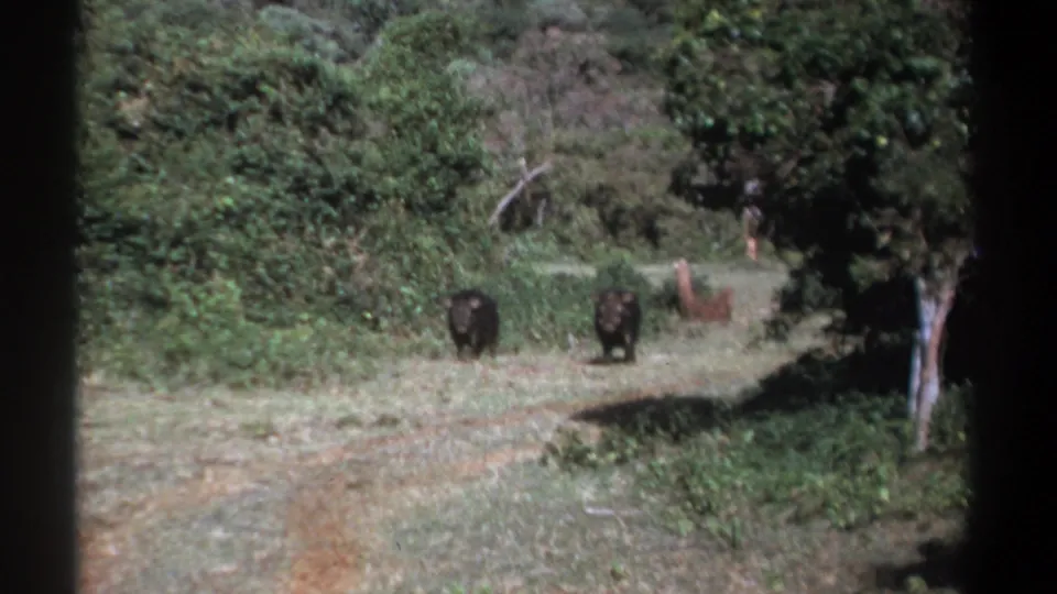 1969 Kenya 8mm frame of two dark boar-like animals moving forward on a path through dense greenery.