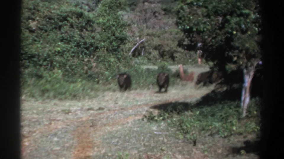 1969 Kenya 8mm frame with two dark boar-like animals on a vegetated path and a tan animal still visible in back.