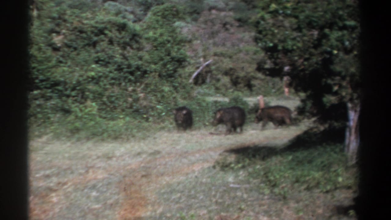 Several dark wild boars move across a grassy clearing near dense bushes.