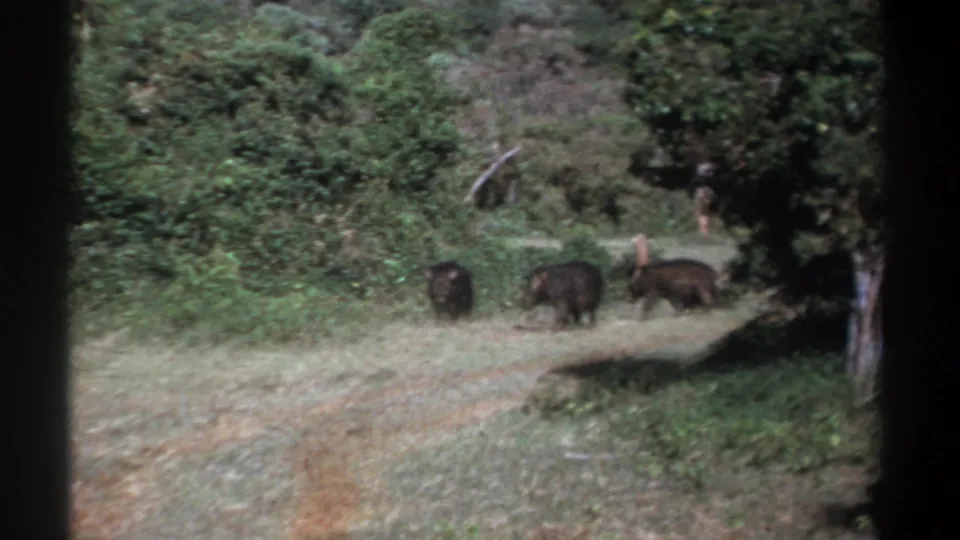 1969 Kenya 8mm frame showing several dark wild boars or boar-like pigs crossing a sunlit clearing toward thick green brush.