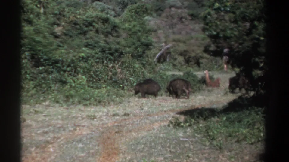 1969 Kenya 8mm frame with dark wild boars near dense green bushes, one animal partly obscured at the edge of the clearing.