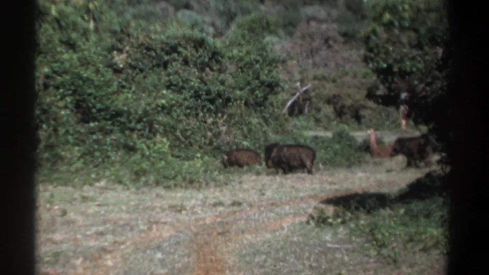 1969 Kenya 8mm frame showing wild boars spread across a grassy clearing with dense bushes and tree shadows behind them.