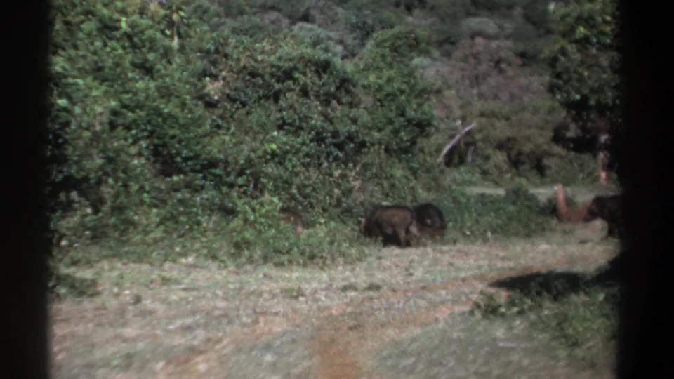 1969 Kenya 8mm frame with a dark wild boar in a grassy opening and other boar-like animals partly disappearing into dense green brush.