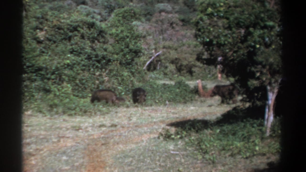 1969 Kenya home-movie frame showing dark and brown animals in a wooded clearing with trees and thick vegetation.