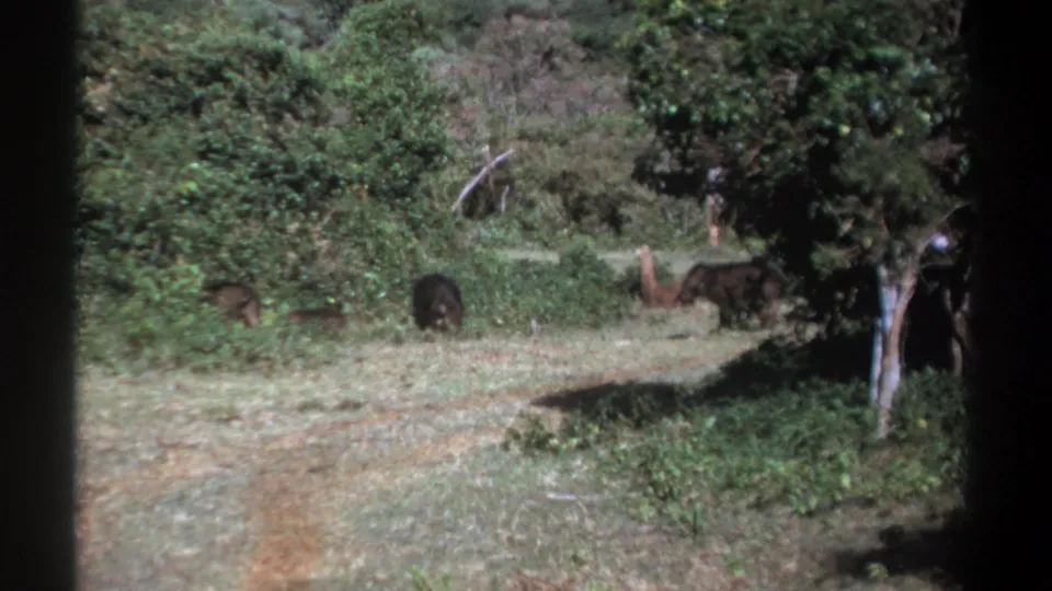 1969 Kenya frame with dark-furred animals near trees and brush, filmed from a distant handheld viewpoint.