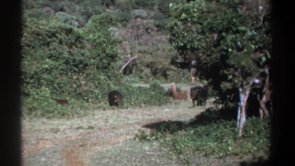 1969 Kenya home-movie frame showing animals in a clearing and a partly visible person near a tree at the right edge.