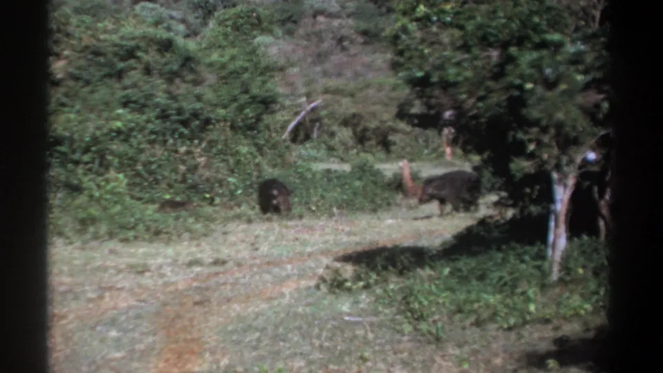 1969 Kenya frame showing animals grazing near dense brush, with a partly visible person at the right edge of the scene.
