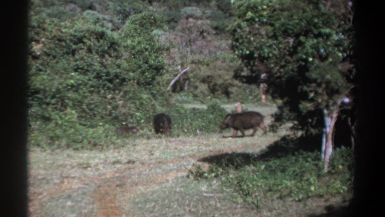 Several wild hogs cross a grassy path bordered by dense green vegetation.