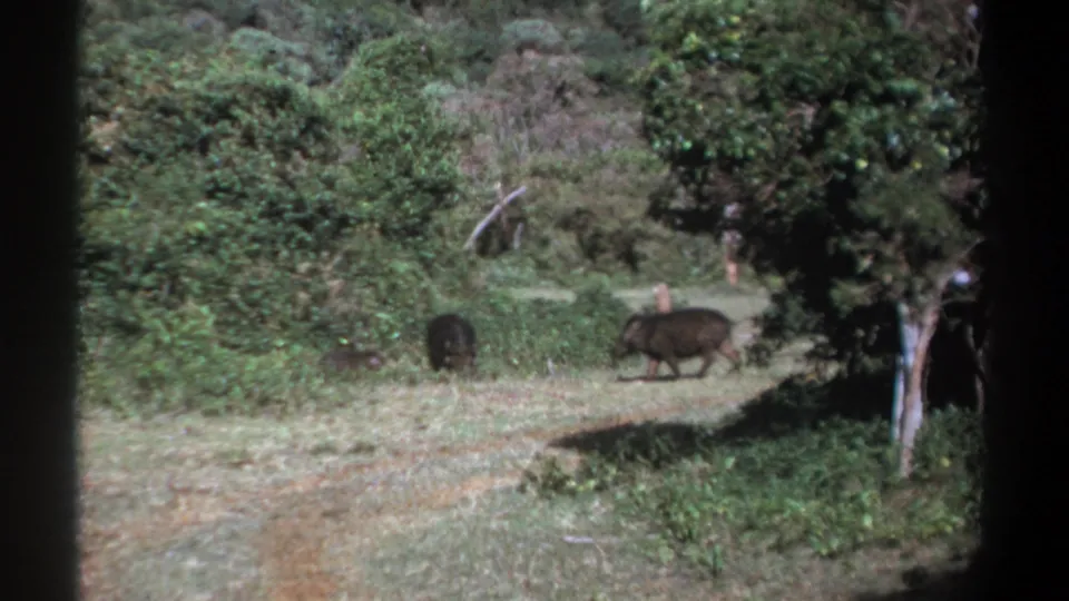 1969 Kenya 8mm frame showing wild hogs moving across a pale forest path with shrubs and trees behind them.