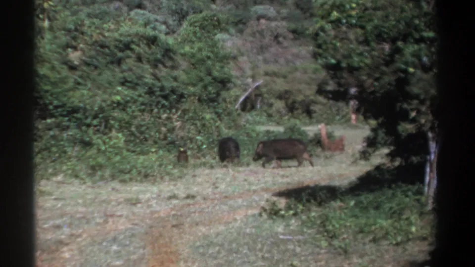 1969 Kenya wildlife frame with several wild hogs crossing a wide dirt path beside dense forest vegetation.