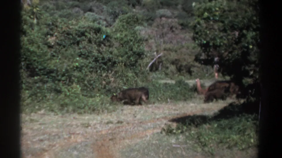 1969 Kenya 8mm frame showing wild hogs near brush and grass at the edge of a forest clearing.