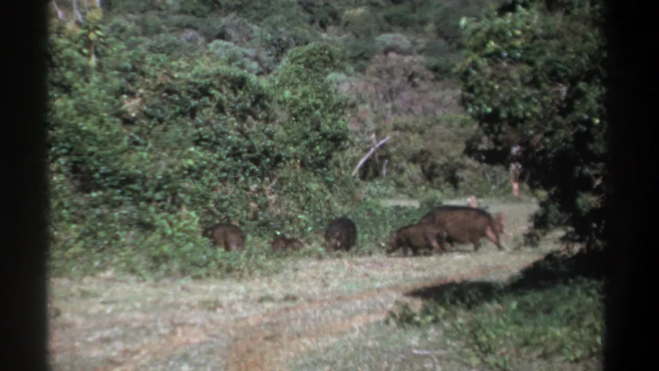 1969 Kenya wildlife frame with hogs moving along a grassy forest path under dense green vegetation.