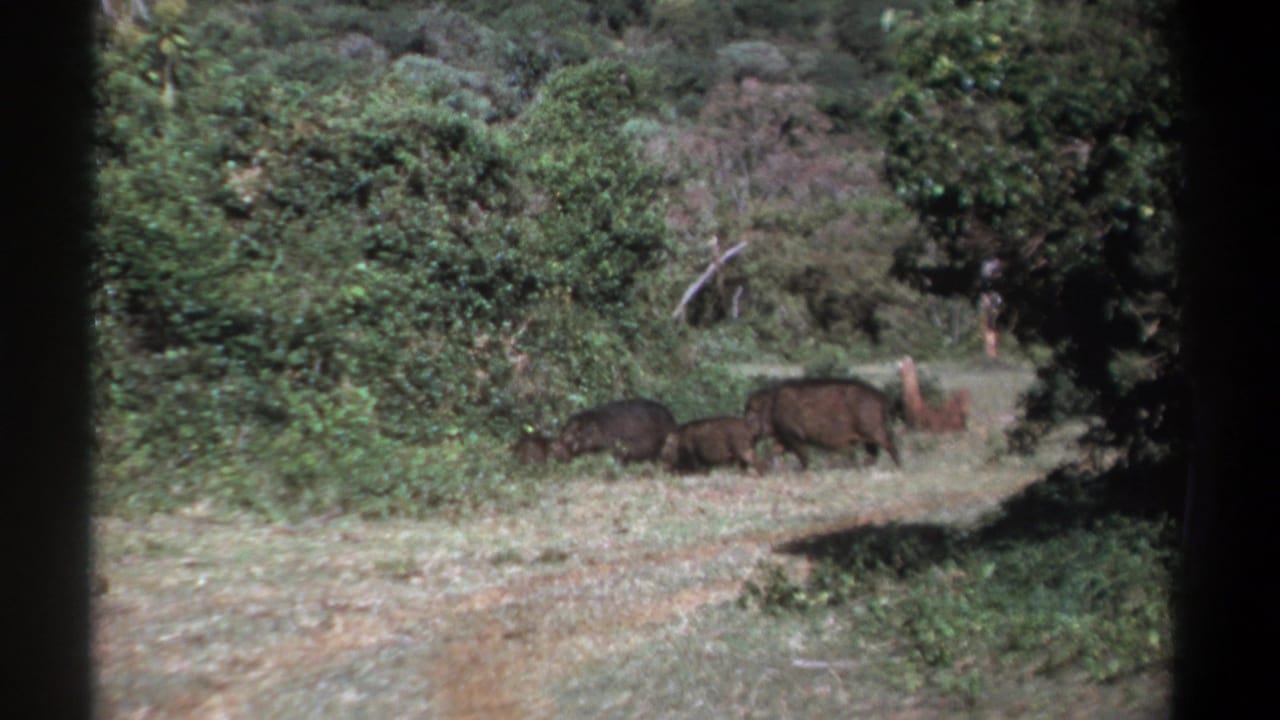 Two dark wild boar-like animals forage near green bushes beside a dirt path.