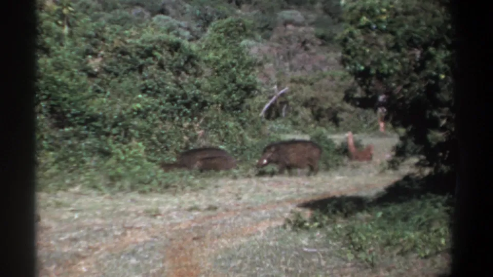 1969 Kenya home-movie frame with two boar-like animals crossing a sunlit clearing beside thick vegetation.