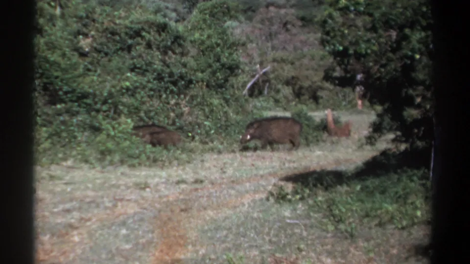 1969 Kenya 8mm still showing two boar-like animals separated along a dirt and grass path near heavy bushes.