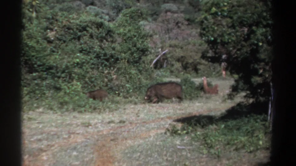 1969 Kenya frame with boar-like animals foraging beside green bushes, filmed through dark 8mm frame edges.