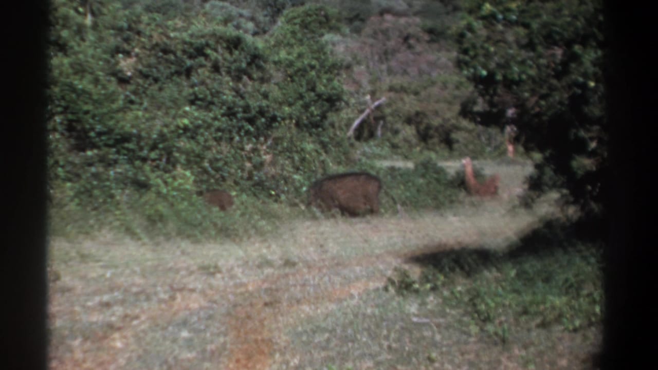 Warthog moving near brush beside a winding dirt road.