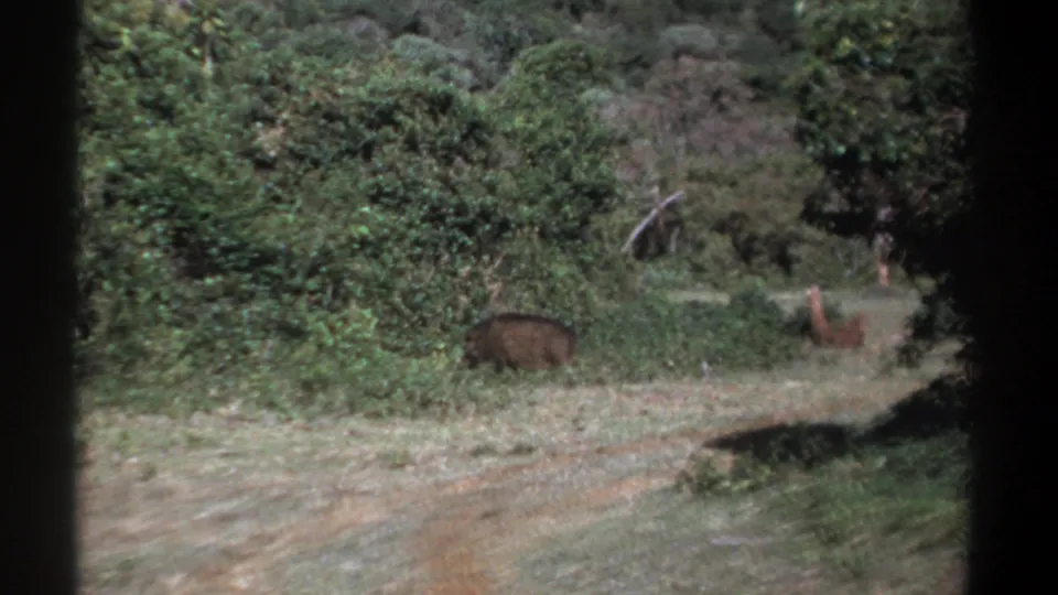 1969 Kenya 8mm frame with a warthog crossing from left to right across a dirt track bordered by green brush.