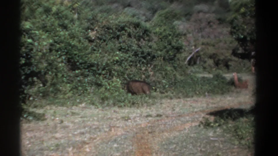1969 Kenya 8mm frame showing the warthog lower in the clearing, partly backed by brush and dry grass.