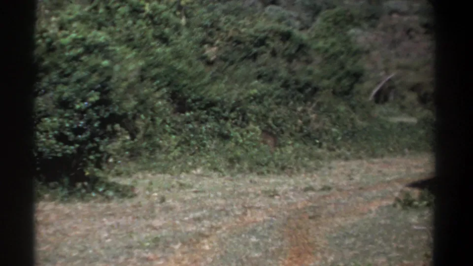 1969 Kenya 8mm frame of the dirt road and dense brush after the warthog has largely left the frame.