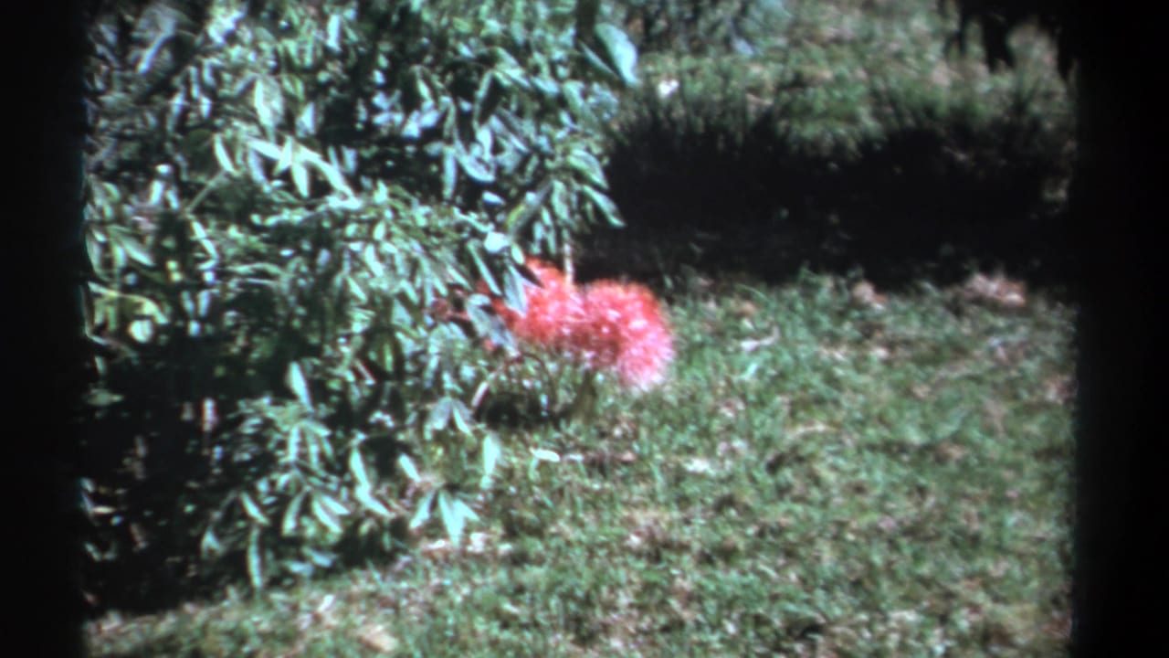 Pink flower beside a green bush on a grassy lawn with dark film borders.
