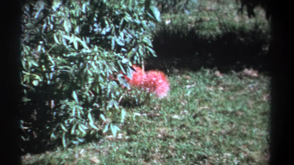 1969 Kenya 8mm frame showing a pink flower cluster next to leafy green foliage on grass, with soft focus and dark gate edges.