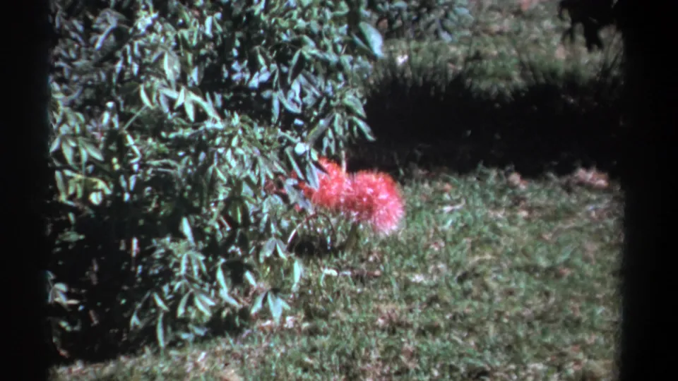 1969 Kenya 8mm frame with a pink flower set against a leafy shrub and grass, framed by dark home-movie edges.
