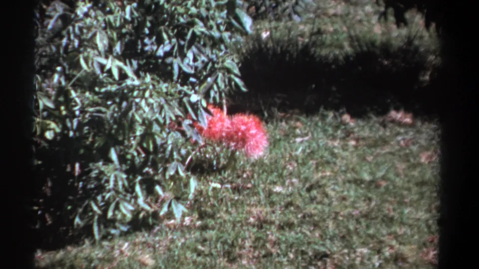 1969 Kenya home-movie frame showing the pink flower lower in frame beside silvery green leaves and uneven lawn texture.