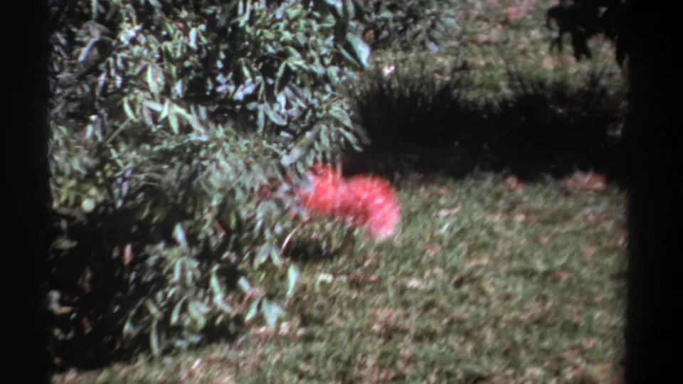 1969 Kenya 8mm frame of a pink flower cluster near a green bush, with grass, shadow, and handheld home-movie framing.