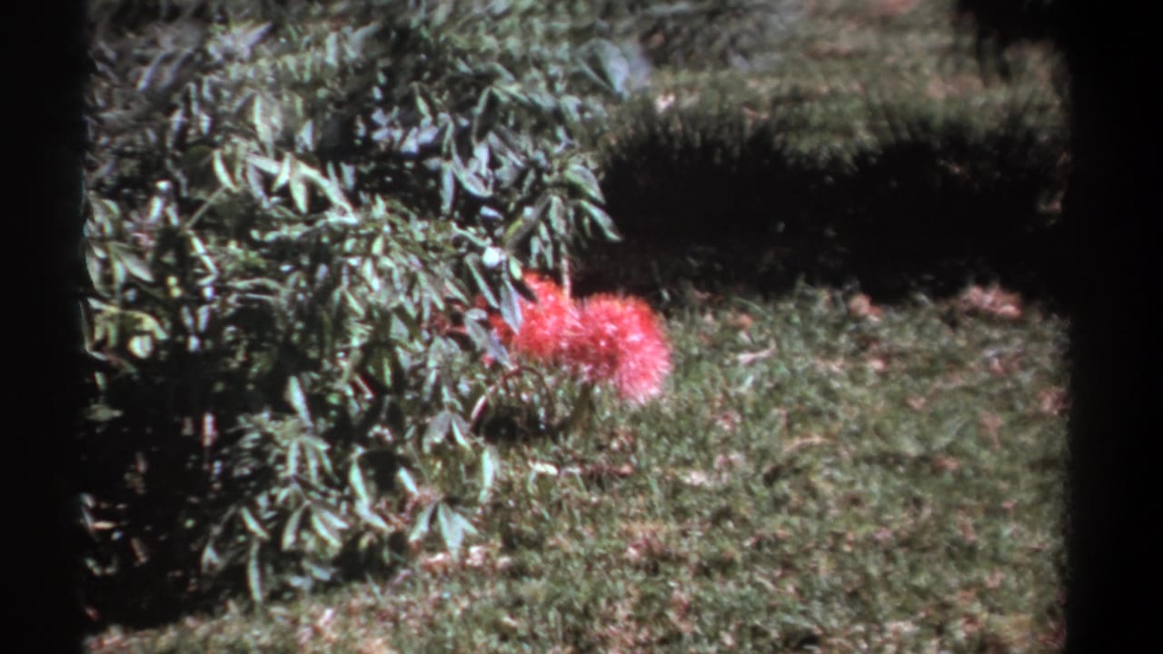 Red fuzzy flower beside green shrub leaves and grass in dappled sunlight.