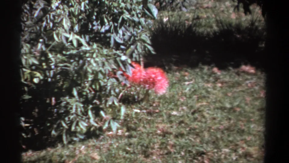 1969 Kenya home-movie frame of a red flower set low in a garden, surrounded by shrub leaves, grass, and strong shadow.