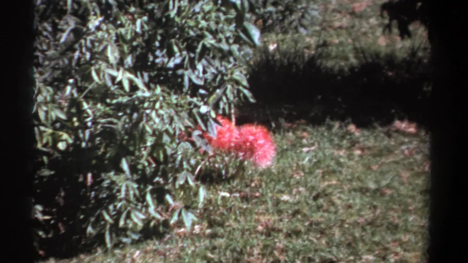 Soft 8mm frame from Kenya in 1969 showing a bright red flower against green foliage and a grassy garden floor.