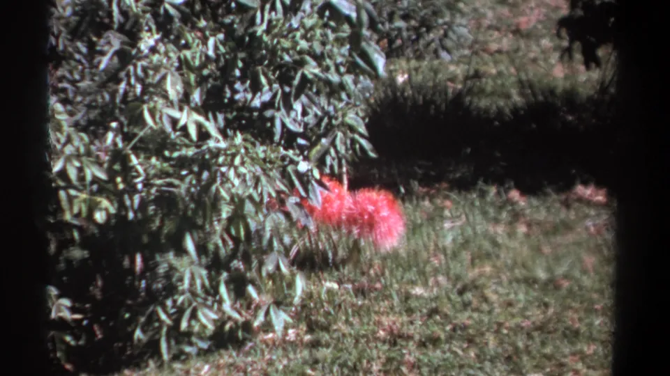 1969 Kenya 8mm frame with a red garden flower under leafy shrubbery, surrounded by grass, grain, and pronounced shadow.