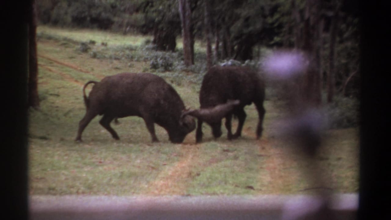 Two buffalo lock horns on a grassy dirt track beside trees.