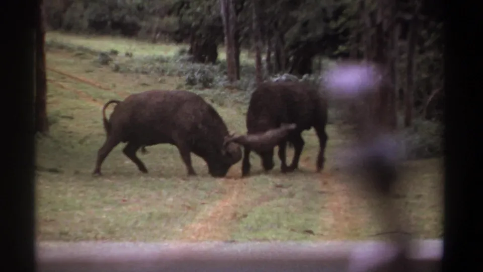 In 1969 Kenya 8mm footage, two buffalo press horns together on a grassy forest road with trees behind them.