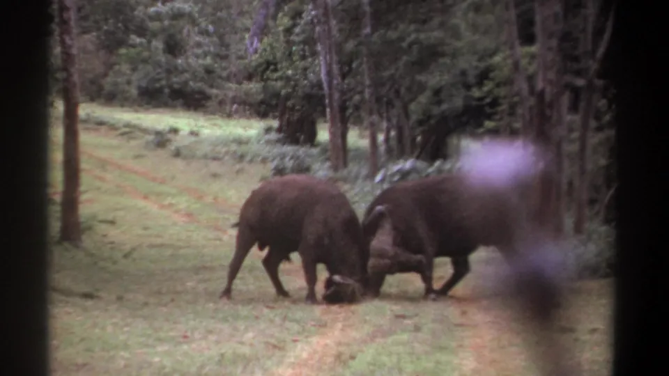 Two buffalo continue a horn-to-horn struggle on a grassy track in Kenya, with wooded vegetation around the road.